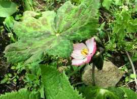 podophyllum_hexandrum (1)